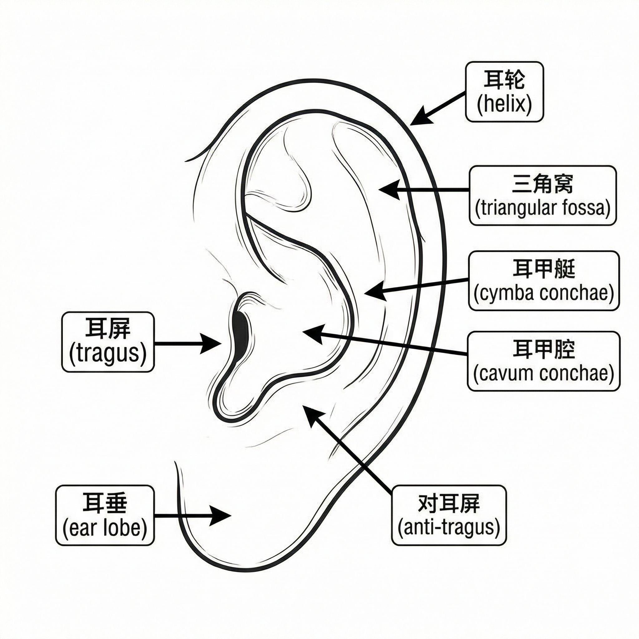 耳廓表面解剖名称图